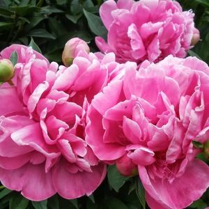 Meet your Posher, Paula